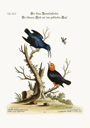 The blue Creeper. The golden-headed black Tit-mouse